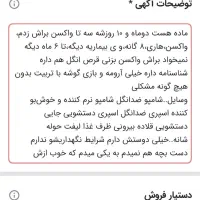 پامر حراج|سگ|یاسوج, |دیوار
