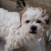 فوری.فروش سگ