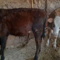 جهت خرید با این شماره تماس گرفته سود|حیوانات مزرعه|دره شهر, |دیوار
