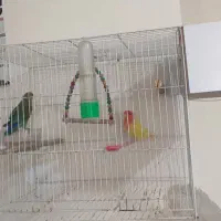 یک جفت کوتوله برزیلی کار داده