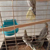 عروس هلندی
