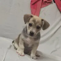 یک عدد سگ پا کوتاه|سگ|مشهد, گلبرگ شمالی|دیوار