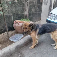 واگذاری رایگان سگ ژرمن