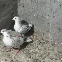 حیوان|پرنده|گمیشان, |دیوار