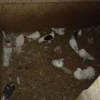 کبوتر|پرنده|سراب, |دیوار