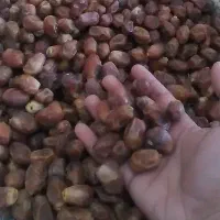 خرما شیره طبیعی وا صنعتی|عمده‌فروشی|کارون, |دیوار