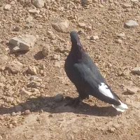 زاق دو سفید