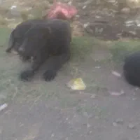 سگ گمشده|سگ|کهک, |دیوار