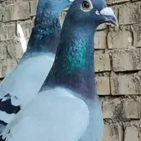 کبوتر پلاکی