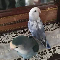 جفت طوطی برزیلی