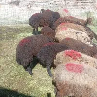 میش و بره شیشک و در جه یک