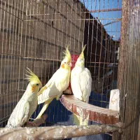 طوطی عروس مولد