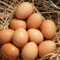تخم مرغ محلی