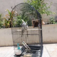 عروس هلندی