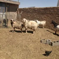 قوچ فروشی درجه میش رون عالی