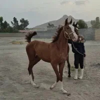 کره نریان درهشوری خالص وخان پسند