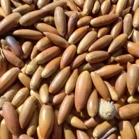 بلوط تحویل دامداری