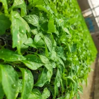 نشا ـ شیتیل ـ بوته( گلدانی ) با بذر های درجه یک