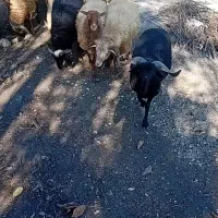 گوسفند بره گوشتی