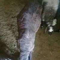 یک بره نر