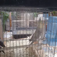 عروس هلندی|پرنده|اردکان, |دیوار