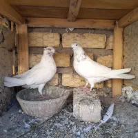 جفت کله دار ارسالی کبوتر|پرنده|کاشان, پشت شهربانی|دیوار