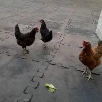 مرغ تخم گذار رسمی