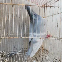 کبوتر الماسی خط سفید نر