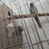 جفت گرینچیک تراکوییس یلوساید بالغ با تست جنسیت|پرنده|گلستان (تهران), |دیوار