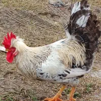 خروس کاکلی نژادی