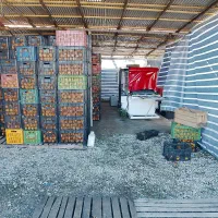 فروش پرتقال رسمی بصورت فله