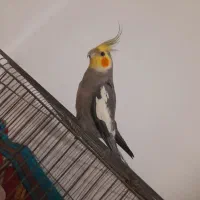 عروس هلندی نر سینامون