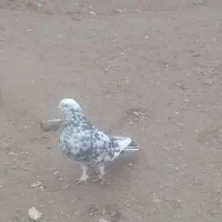 یک لانه کبوتر|پرنده|خسروشاه, |دیوار