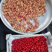 بلال پسته اخته