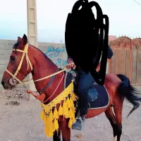 نریون عرب|اسب و تجهیزات اسبسواری|نرماشیر, |دیوار