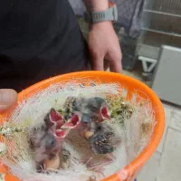 جوجه سهره قناری ابلغ