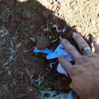 صبی دعانویس