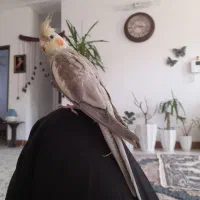 عروس هلندی نر دستی