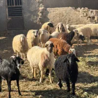 همه رقم گوسفند موجود داریم