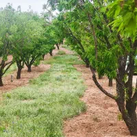 زمین-باغی