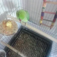 طوطی مانگو سالم وتمیز