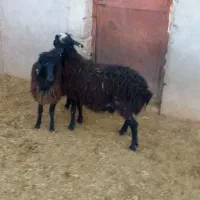 دو عدد بره هترو