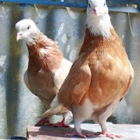 جفت شازده زرد