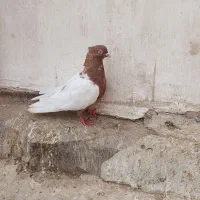 نر سینه قهوه ای|پرنده|قم, چهل اختران|دیوار