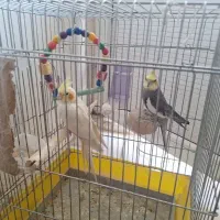 عروس هلندی