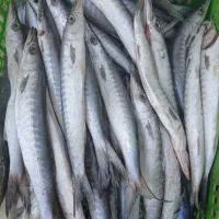 ماهی تازه موجود هست