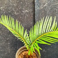 گل نخل سیکاس و یوکا|گل و گیاه طبیعی|کرج, دولت‌آباد|دیوار