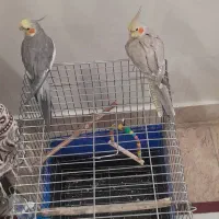 عروس هلندی مولد