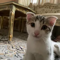 واگذاری رایگان اسکاتیش