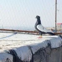 کفتر سینه، یال زرد گلدار،درجه ۱